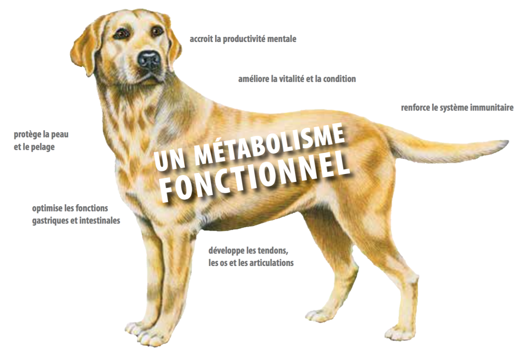 Métabolisme fonctionnel